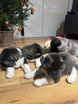 Sprzedam Szczeniaki Akity Amerykańskiej - 2