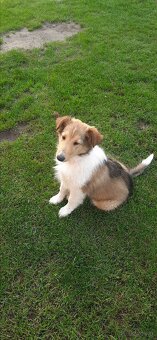 Suczka Owczarka collie - 2