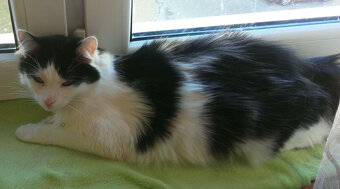 Kociaki z dłuższym futerkiem 10 mies. - 2