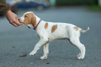 Braque saint-germain - 2