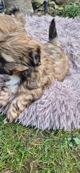 Shih tzu szuka domku - 2