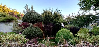 SPRZEDAM  Działkę ogrodową w Słupsku 447m². - 2