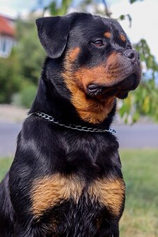 Rotvajler, Rottweiler s PP - 2
