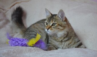 Kotka syberyjska. - 2