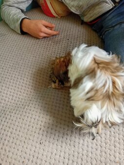Shiz tzu - 2
