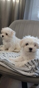 Maltańczyk Royal Maltese - 2