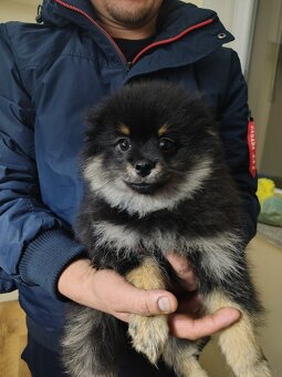 Sprzedam szczeniaków rasy szpic - 2