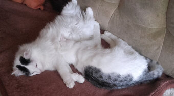 Kociaki słodsze od cukru - 2