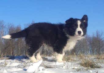 Rasowa Suczka BORDER COLLIE z Hodowli - Szczenię z pełną dok - 2