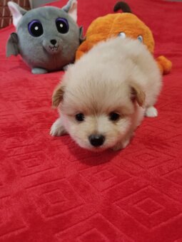 Szpic pomeranian - 2
