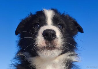 Rasowy BORDER COLLIE z prof. Hodowli, Pies z pełną dok. - 2