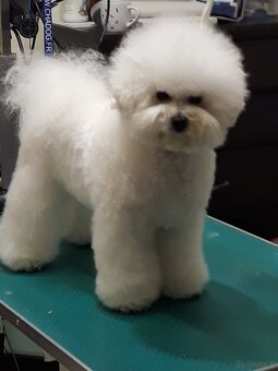 Bichon frise FCI do rezerwacji - 2