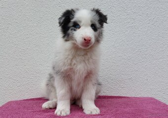 Rasowy pies bluemerle Border Collie z pełną dok. przebadani - 2