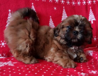 Shih Tzu szczeniaczek - 2