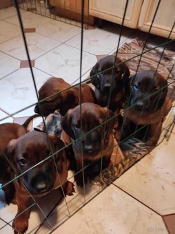 Posokowiec bawarski- szczenięta rodowodowe - 2