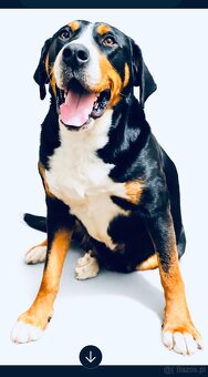 Duży szwajcarski pies pasterski – rezerwacja szczeniąt (FCI) - 2