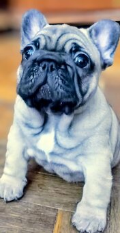 Buldog francuski - 2