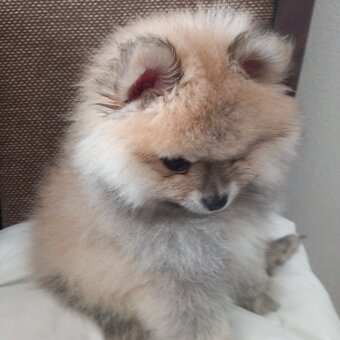 Szczenięta pomeranian - 2