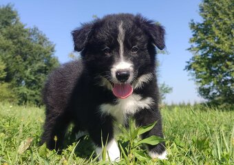 BORDER COLLIE czystej krwi z Hodowli - Rasowy pies z pełną d - 2
