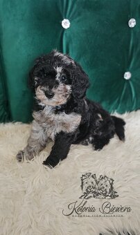 Pudel Miniaturowy piesek Blue Merle Badania genetyczne - 2