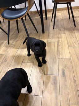 Labrador Retriever - 2