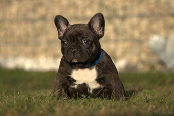 buldog francuski - 2
