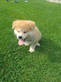 Akita Inu suczka - 2