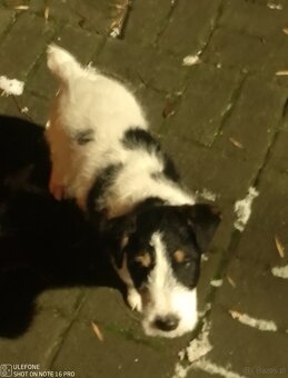 Szczeniak Fox Terier - 2