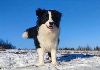 Reproduktor ZKwP FCI - Krycie - Border Collie - 2