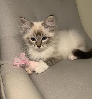 Kocięta rasy ragdoll dostępne do adopcji - 2