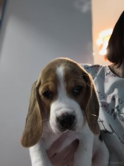 Suczka Beagle Tricolor - 2