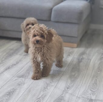 Maltipoo chłopiec - 2