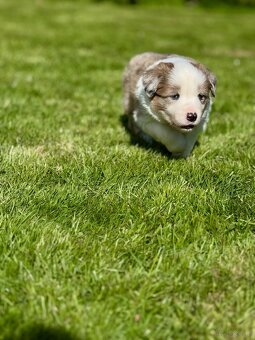 Border Collie ZKwP / FCI - 2