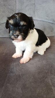 Havanský psík - štěňátka s PP - 2