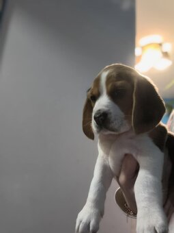 Beagle Tricolor Samiec - 2