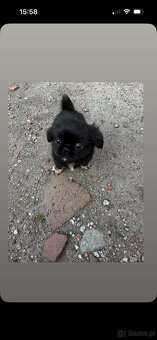 Suczka shihtzu z genem prapso - 2
