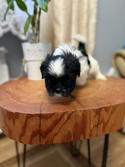 Pieski Shih Tzu - 2
