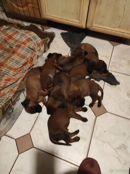 Posokowiec bawarski- szczenięta rodowodowe - 2