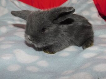 Baranki mini lop - 2