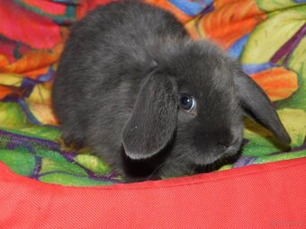 Baranki mini lop - 2
