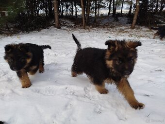 Owczarek niemiecki długowłosy - 2