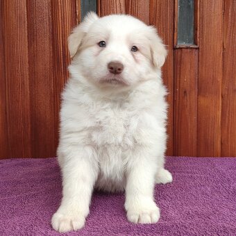 Piękny Biszkopt Border Collie - Rasowy piez z pełną dok. - 2