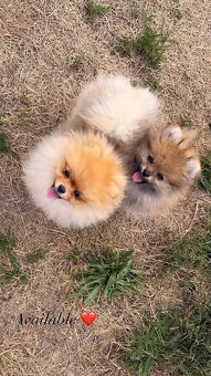 Pomeranian - 2