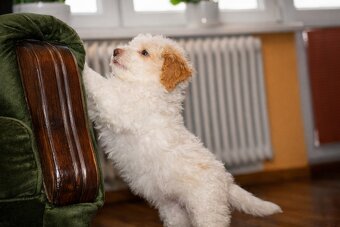 Lagotto Romagnolo z rodowodem – suczka - 2
