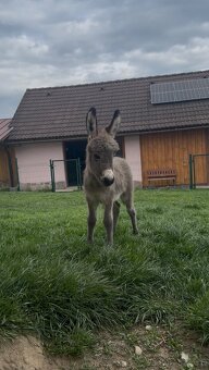 🫏 Na sprzedaż miniaturowy osiołek - 2