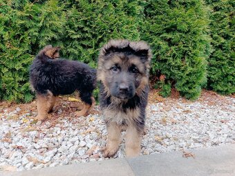 Owczarek niemiecki długowłosy - 2