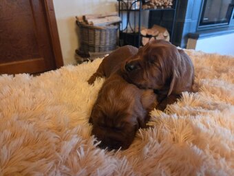 Szczeniaki - seter irlandzki - 2