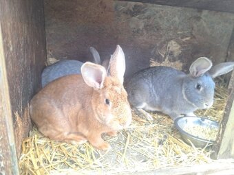 Króliki wraz z klatka - 2