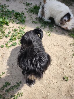 Suczka Shih-tzu - 2