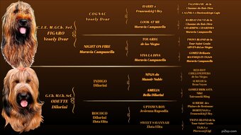 Briard plavý - šteniatka - 2